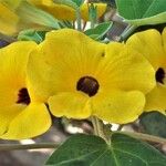 Uncarina grandidieri Çiçek