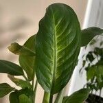 Dieffenbachia oerstedii Liść