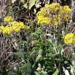 Senecio ampullaceus Flower