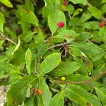 Ilex mucronata पत्ता