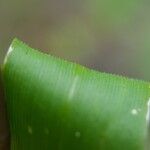 Acroceras elegans Azala