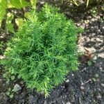 Juniperus chinensis Blad