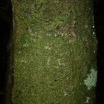 Lacmellea aculeata Lubje