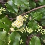 Prunus ilicifolia പുഷ്പം