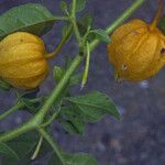 Physalis viscosa Frucht