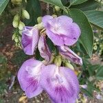 Clitoria fairchildiana Bloem