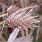 Chasmanthium latifolium Frucht