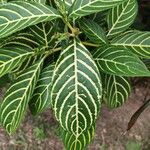 Sanchezia oblonga Leaf