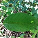 Heliotropium verdcourtii Leaf