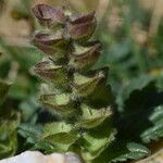 Scutellaria alpina Fruit