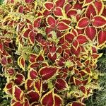 Coleus scutellarioides Tervik taim