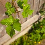 Rubus camptostachys 葉