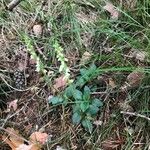 Goodyera repens Habitus