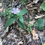 Ruellia humilis Хабит