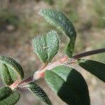 Helianthemum oelandicum Folha