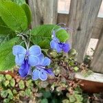 Rotheca myricoides फूल