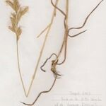 Bromus lanceolatus 形態