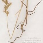 Bromus lanceolatus Elinympäristö