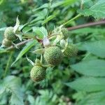 Rubus fraxinifolius Fruto
