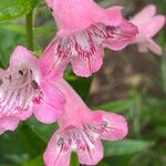 Penstemon barbatus Λουλούδι