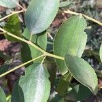 Ziziphus rivularis Leaf
