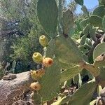 Opuntia tomentosa Frucht