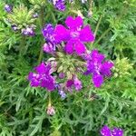 Verbena tenera Floare