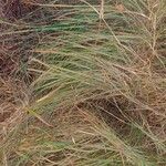 Eragrostis curvula ഇല