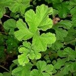 Pelargonium graveolens Folha