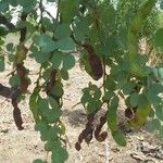 Bauhinia rufescens पत्ता