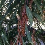 Acacia saligna ফল