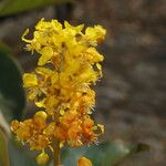 Byrsonima crassifolia Fleur