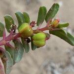 Euphorbia peplis Fruto