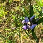 Gentiana andrewsii পাতা