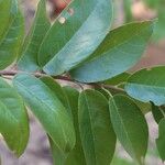 Marquesia macroura Hoja