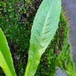 Lactuca virosa Blatt