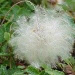 Dryas drummondii Fruit