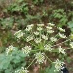 Peucedanum oreoselinum Flower