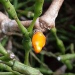 Hatiora salicornioides Flower