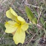 Oenothera elata 花