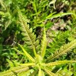 Pedicularis lanceolata Leaf