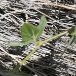 Vigna vexillata Leaf