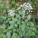 Angelica sylvestris ഇല