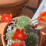 Rebutia minuscula Yaprak