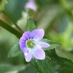 Veronica anagallis-aquatica Flower