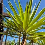 Yucca gigantea Blad