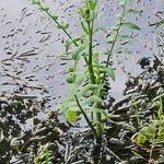 Sium latifolium Blad