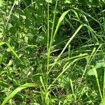 Arrhenatherum elatius 整株植物