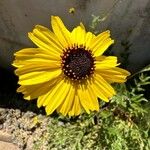 Encelia californica Цвят