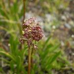 Valeriana celtica برگ